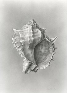 Conch shell study by Damstra Emily
