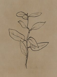 Eucalyptus Sapling