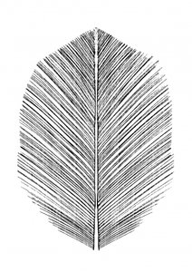 Feather by Dan Hobday