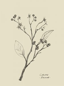 Floral 2 by Dan Hobday