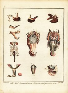 Anatomy of a horse