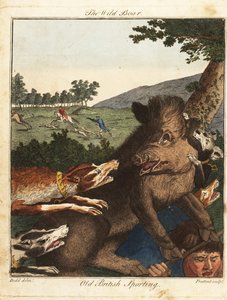 Hunters and Hounds Hunt a Wild Boar in England
