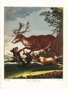 Stag Hunting