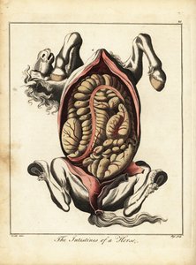 The Intestines of a Horse. 1792