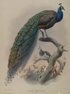 Common Pea Fowl