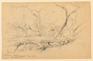 Maple Trunk, Across Old Logging Road, Dalton by Daniel Huntington