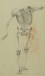 Skeleton Study by Daniel Huntington