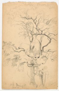 Study of Oaks at Dennings Point by Daniel Huntington