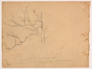 Study of a Dead Oak Tree by Daniel Huntington