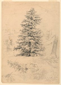 Study of a Hemlock, North Conway, New Hampshire