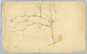 Study of a Leafless Tree by Daniel Huntington