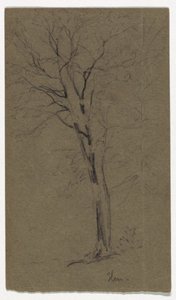 Study of an Elm by Daniel Huntington