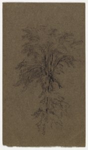 Study of an Elm by Daniel Huntington