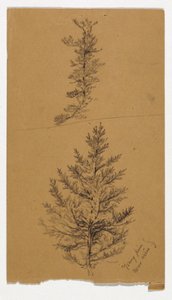 Young Pines by Daniel Huntington