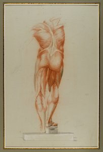 Écorché (Figure Study of Musculature), c.1848 by Daniel Huntington