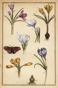 Spring Crocus, Crocus vernus, and European Peacock Butterfly, Aglais io by Daniel Rabel