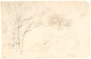 Tree Studies