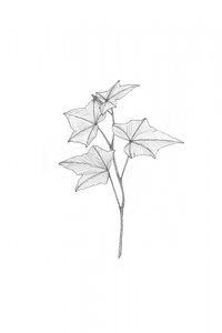 Botanical Line Art by Danushka Abeygoda