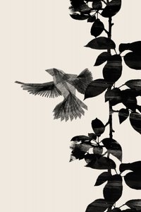 Flying Bird Silhouette by Danushka Abeygoda
