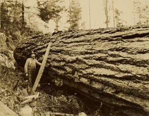 Logger, Crosscut Saw and Felled Tree