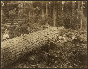 Logging/Timber Scene by Darius Kinsey