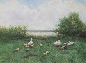 Ducks and Ducklings