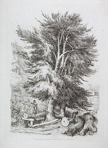 Beech No. 18, illustration from Progressive Lessons on Landscape for Young Beginners, 1816 by David Cox