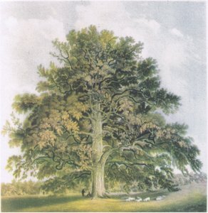 Pollard Willows, Nature in Britain
