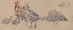 Study of Turkeys by David Cox