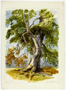 Gnarled Tree