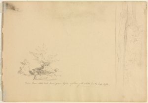 Landscape and Tree Studies (verso) by David Johnson