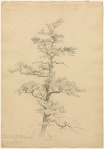 Pine Tree, Conway, New Hampshire (recto), Landscape and Tree Studies (verso), c. 1851 by David Johnson