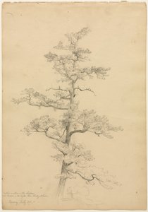 Pine Tree, Conway, New Hampshire (recto), c. 1851 by David Johnson