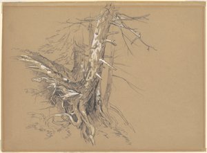 Tree Trunks by David Johnson