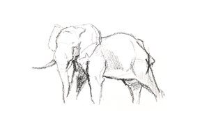 Bull Elephant by David Mayer