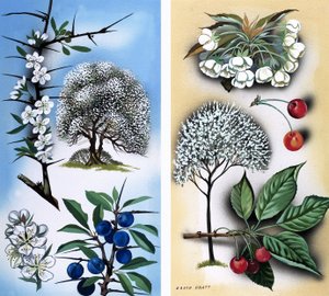 All Sorts of Wild Fruit Trees: Blackthorn & Wild Cherry by David Pratt