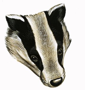 Mr and Mrs Badger at Home by David Pratt