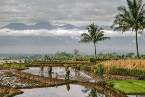 Java, Bandung. Farmers Shape the Dikes of Their Terraced Rice, Bandung, Java