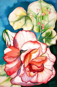 Begonia