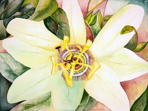 Passionflower, 2007