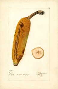 Banana (Ingles)