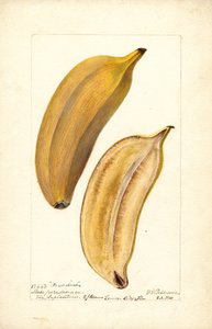 Bananas (Paradise)