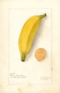Bananas (Platano Morado)
