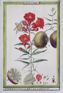 Pomegranate Tree, from Florindie ou Historie physico-economique des vegetaux de la Torride, 1789 by Delahaye