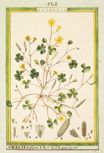 Bermuda buttercup (Oxalis biflora or pes-caprae), watercolour by Delahaye