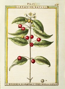 Brush Cherry (Eugenia pseudo-pridium), watercolour by Delahaye