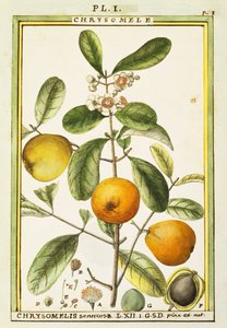 Chrysomele (Chrysomelis senticosa), watercolour by Delahaye by Delahaye Delahaye