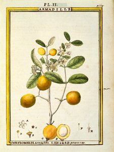 Chrysomelis Armadilla, watercolour by Delahaye