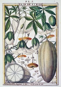Fruits and flowers of baobab tree (Adansonia digitata) by Delahaye, from Florindie ou Historie physico-economique des Vegetaux de la Torride by Delahaye Delahaye