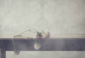 Delicate Faded Roses by Delphine Devos